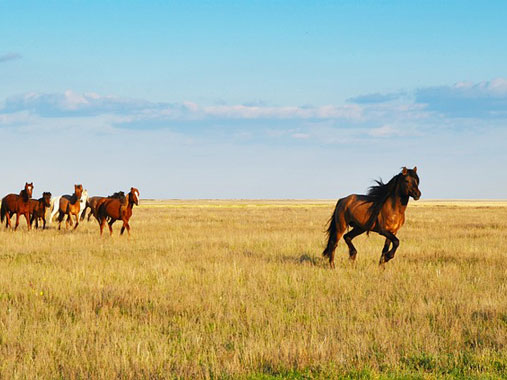 Aksu-Zhabagly Nature Reserve kazakhstan