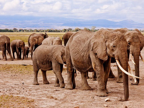 Discover the best places to visit in Kenya, featuring Amboseli National Park with stunning views of Mount Kilimanjaro and diverse wildlife.