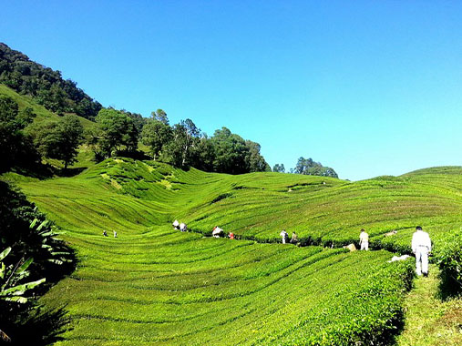 Cameron Highlands in Malaysia