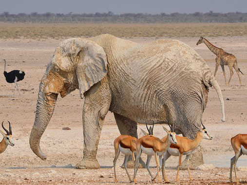 Etosha National Park in Namibia
