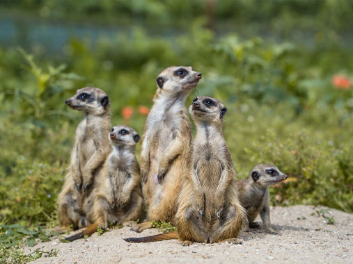Kgalagadi Transfrontier Park in Botswana