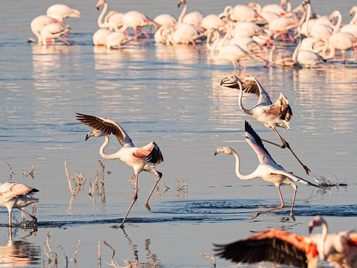 Discover the best places to visit in Kenya, featuring Lake Nakuru National Park, home to vibrant flamingos and diverse wildlife.