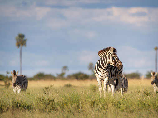 Makgadikgadi Pans National Park in Botswana
