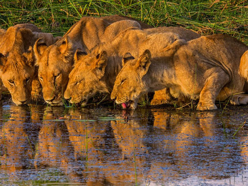 Okavango Delta in Botswana
