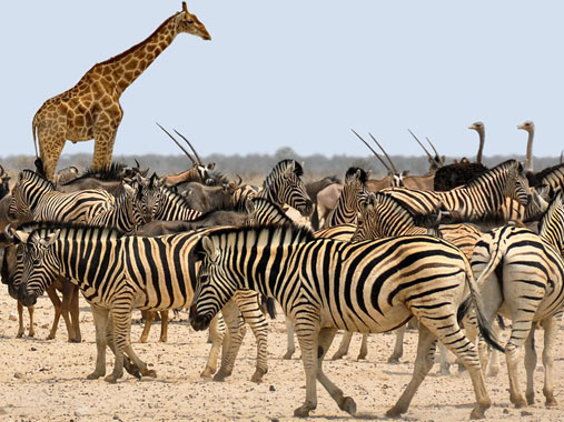 A stunning view of Serengeti National Park in Tanzania, showcasing vast plains, grazing wildlife, and a golden sunset.