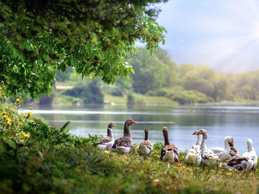 A scenic view of Lake Manyara in Tanzania, surrounded by lush greenery and diverse wildlife.