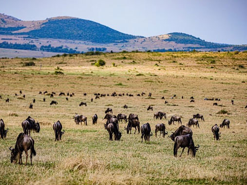 Discover the best places to visit in Kenya, featuring Maasai Mara National Reserve, home to breathtaking wildlife and the Great Migration.
