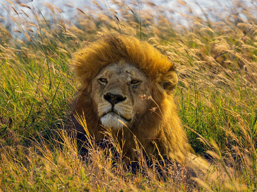 A breathtaking view of Tanzania’s Serengeti National Park, featuring vast golden plains, roaming wildlife, and a stunning sunset.