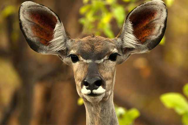Kafue National Park zambia