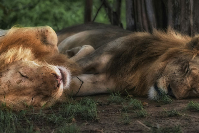 South Luangwa National Park