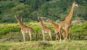 Why Visit Tanzania: Safari Adventure