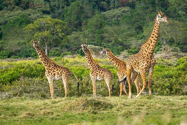 Why Visit Tanzania: Safari Adventure