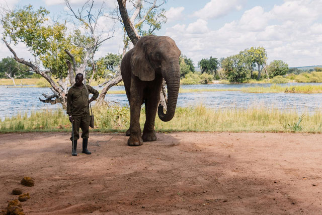 zambia wildlife 