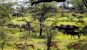 A stunning collage of Places To Visit In Tanzania, including wildlife safaris, majestic mountains, and pristine beaches.
