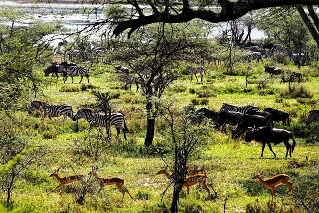 A stunning collage of Places To Visit In Tanzania, including wildlife safaris, majestic mountains, and pristine beaches.