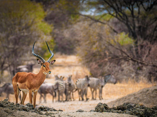 Discover the best places to visit in Kenya, featuring Tsavo West National Park, known for its rugged landscapes, diverse wildlife, and Mzima Springs.