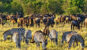 Discover the best places to visit in Kenya, from the stunning Maasai Mara to the beautiful beaches of Diani.