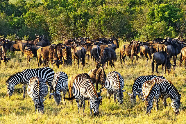 Discover the best places to visit in Kenya, from the stunning Maasai Mara to the beautiful beaches of Diani.