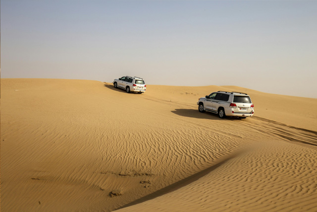 Two white 4x4 SUVs driving over golden sand dunes in the desert under a clear sky