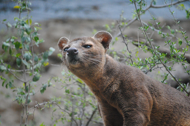 Fossa, Madagascar's largest carnivorous mammal, in its natural forest habitat.