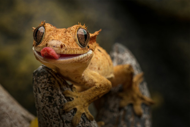 Leaf-Tailed Gecko camouflaged against tree bark in Madagascar's rainforest.