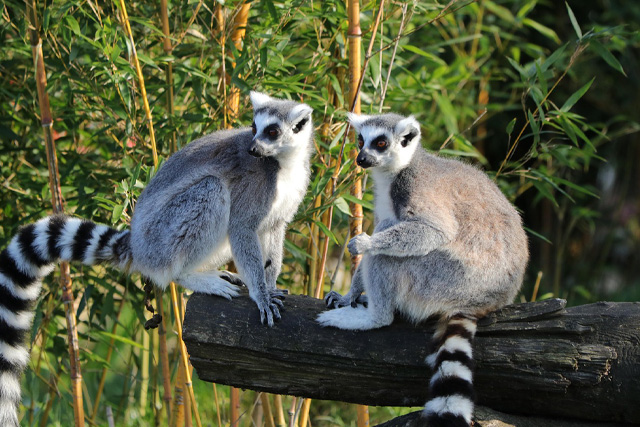 Madagascar Travel Guide - Scenic view of Madagascar featuring lush greenery, unique rock formations, and beautiful coastline.