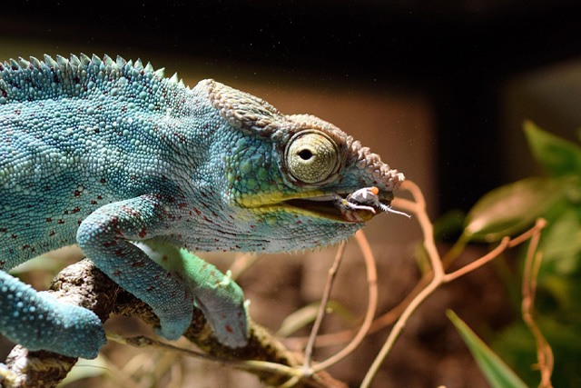 Rare and unique animals in Madagascar, including lemurs, chameleons, and other exotic wildlife.