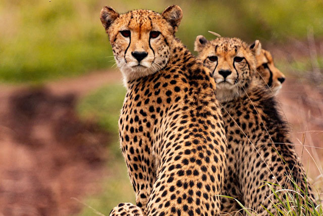 African Wildlife