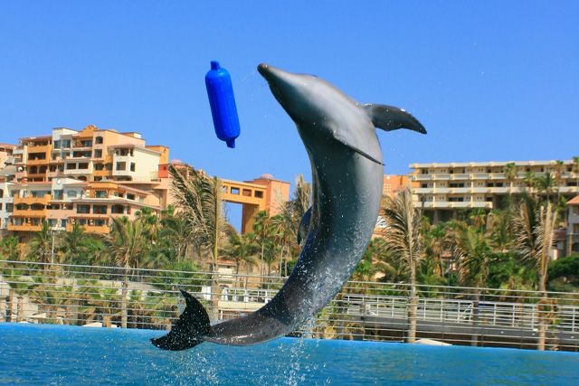 Dolphin
